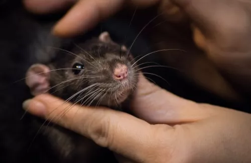 Rat noir dans une main
