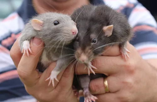 Deux rats tenus dans des mains