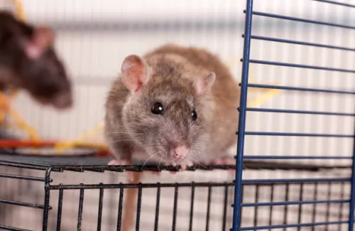Rat sur cage