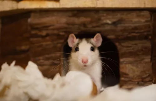 Rat à l'entrée de sa cabane