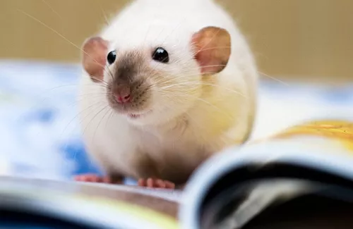 Rat avec un livre