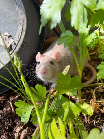 Rat trop mignon dans des feuilles
