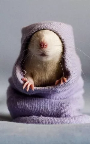 Rat capuché