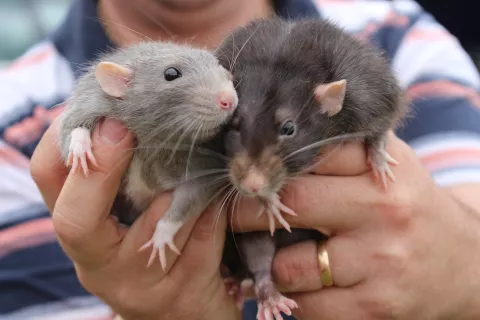 Deux rats tenus dans des mains