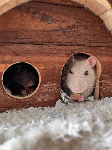 Rats qui mangent dans une cabane
