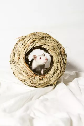 Rat albinos dans boule de paille 2