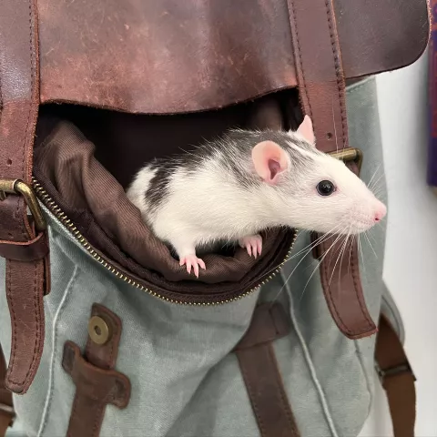 Rat dans un sac de voyage