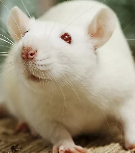 Rat albinos