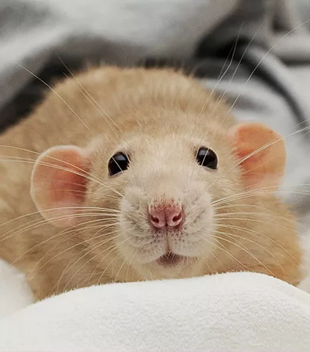 Rat dumbo beige